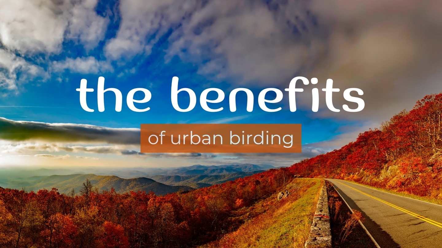 The benefits of urban birding